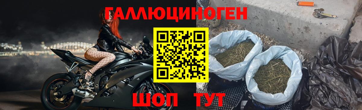 Псилоцибиновые грибы Psilocybine cubensis Минусинск